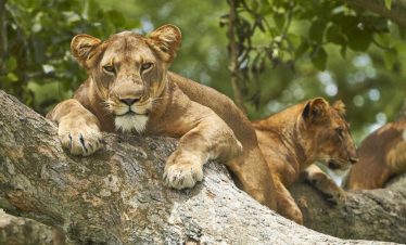 8-Day Experience Gorilla, Chimps and Big five.