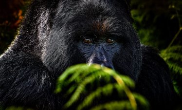 3-Day uganda Gorilla Trekking Experience