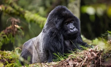 3-Day Rwanda Gorilla Safari