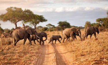 10-Day Luxury Kenya & Tanzania Safari