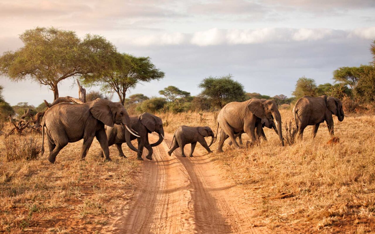 Discover Uganda: The Pearl of Africa for Every Traveller