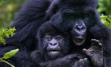 15-Day Gorilla, Chimps Trekking and Big 5 Safari