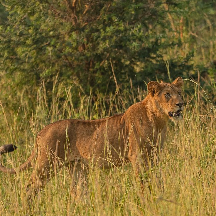 Day 6: Queen Elizabeth's Kasenyi Plains—prime lion territory.