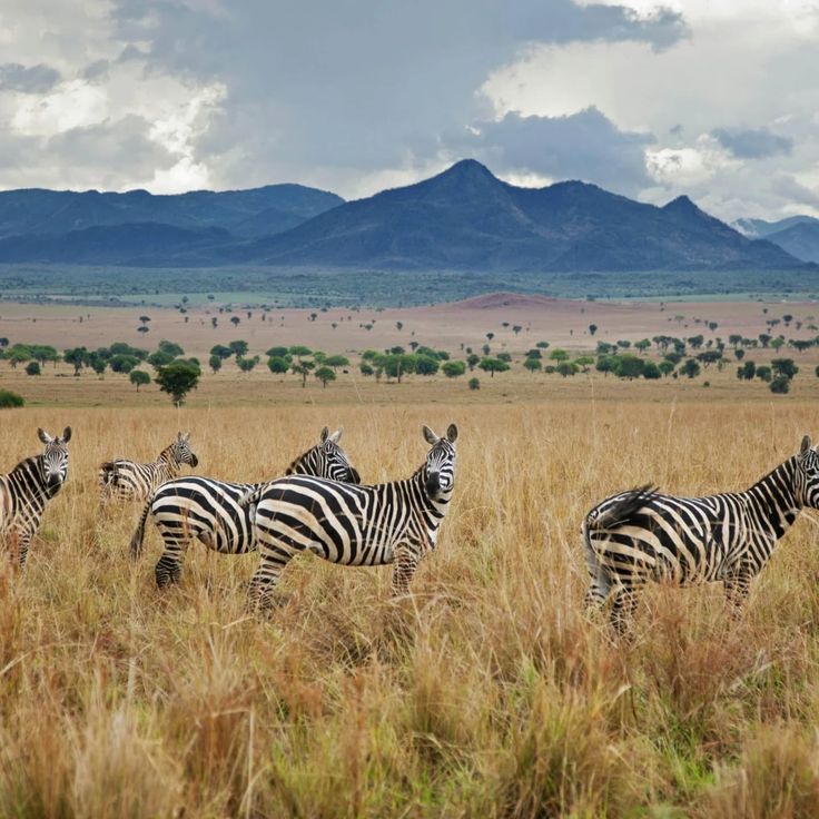 5 Days in Kidepo Valley National Park: Uganda’s Hidden Gem (2026)