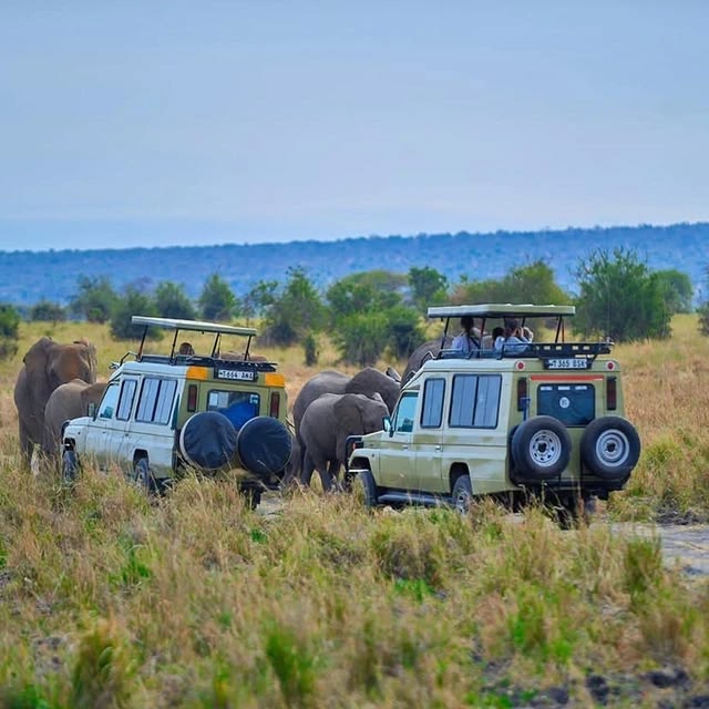 Game Drive Guide: Best Time of Day for Safari in Uganda (2026)