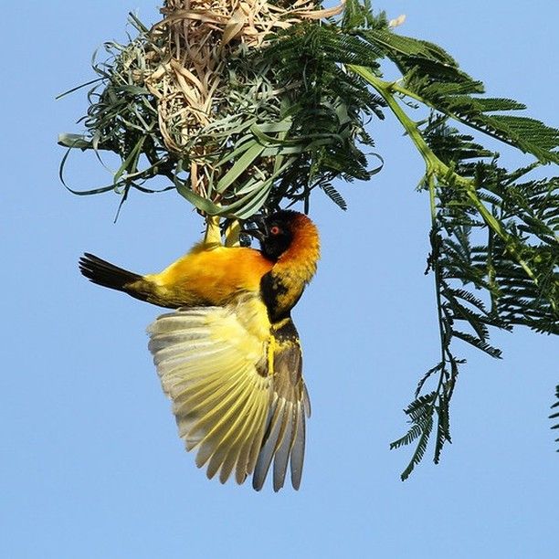 Bird Watching in Uganda: Top 10 Endemic Species to Spot (2026)
