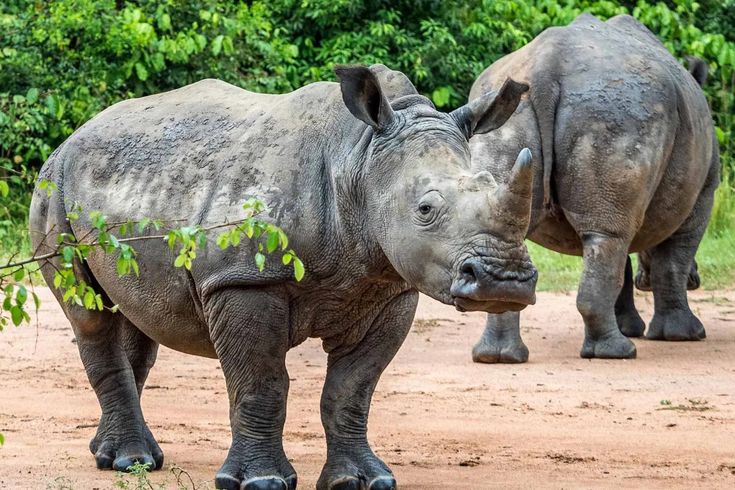 Rhino Tracking at Ziwa Sanctuary: A Complete Guide (2026)
