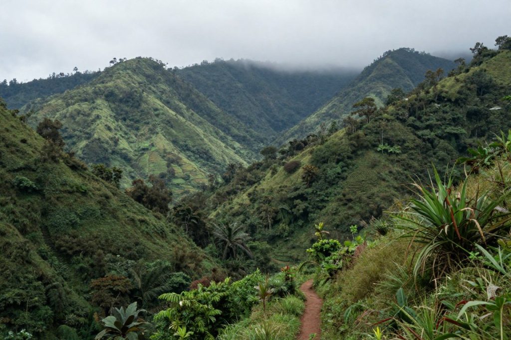 Bwindi impenetrable forest landscape in Uganda