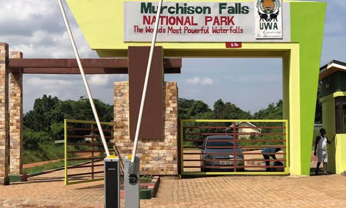 Beyond the Jungle: Why Murchison Falls is Uganda’s Most Thrilling Safari Destination