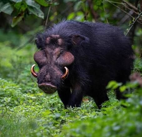 The Giant Forest Hog: Uganda’s Elusive Giant