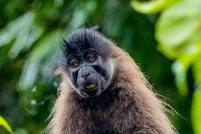 The Grey-Cheeked Mangabey: The Forest’s Forgotten Primate