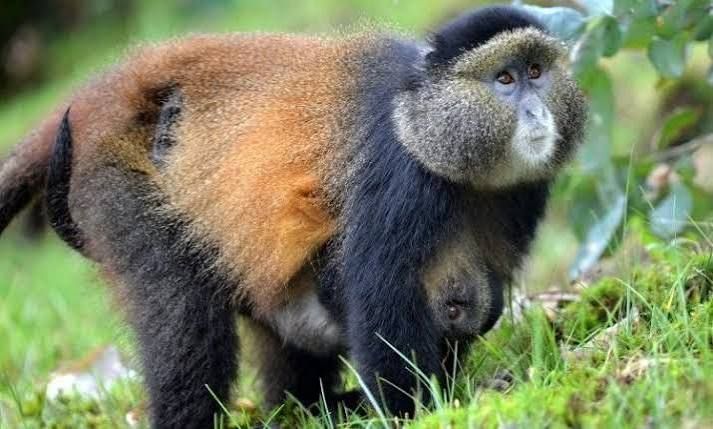 Uganda’s Monkeys: A Complete Guide to the Country’s 13 Species