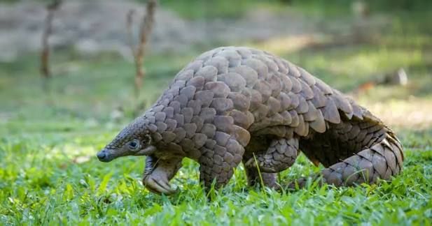 The Pangolin: The World’s Most Trafficked Animal and Uganda’s Fight to Save It