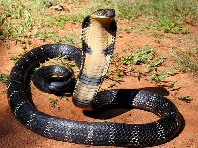 Uganda’s Snakes: A Guide to the Country’s Most Misunderstood Reptiles