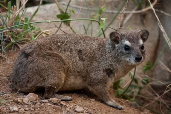 The Tree Hyrax: The Animal That Screams at Night